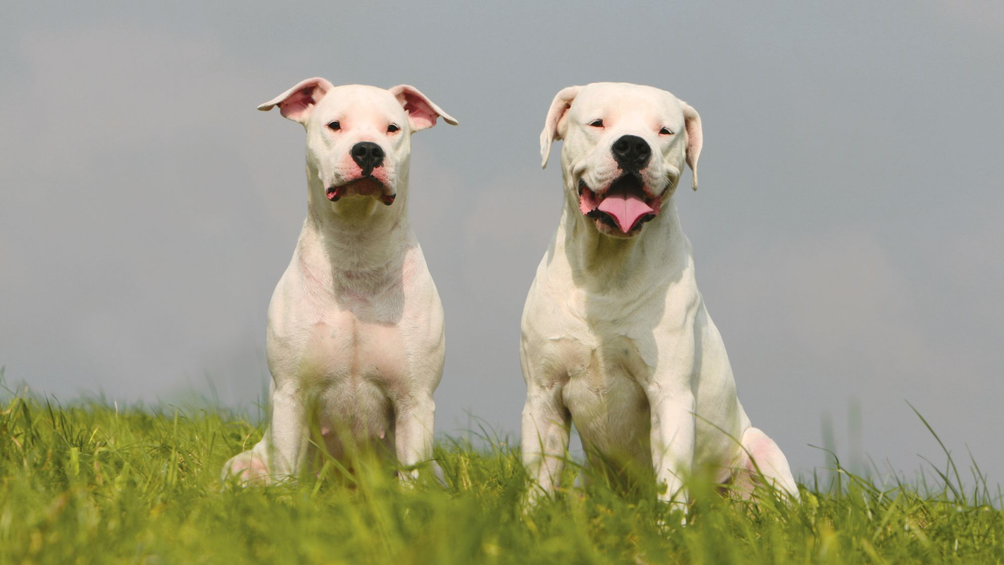 Twee dogo argentino's zitten naast elkaar op een heuvel