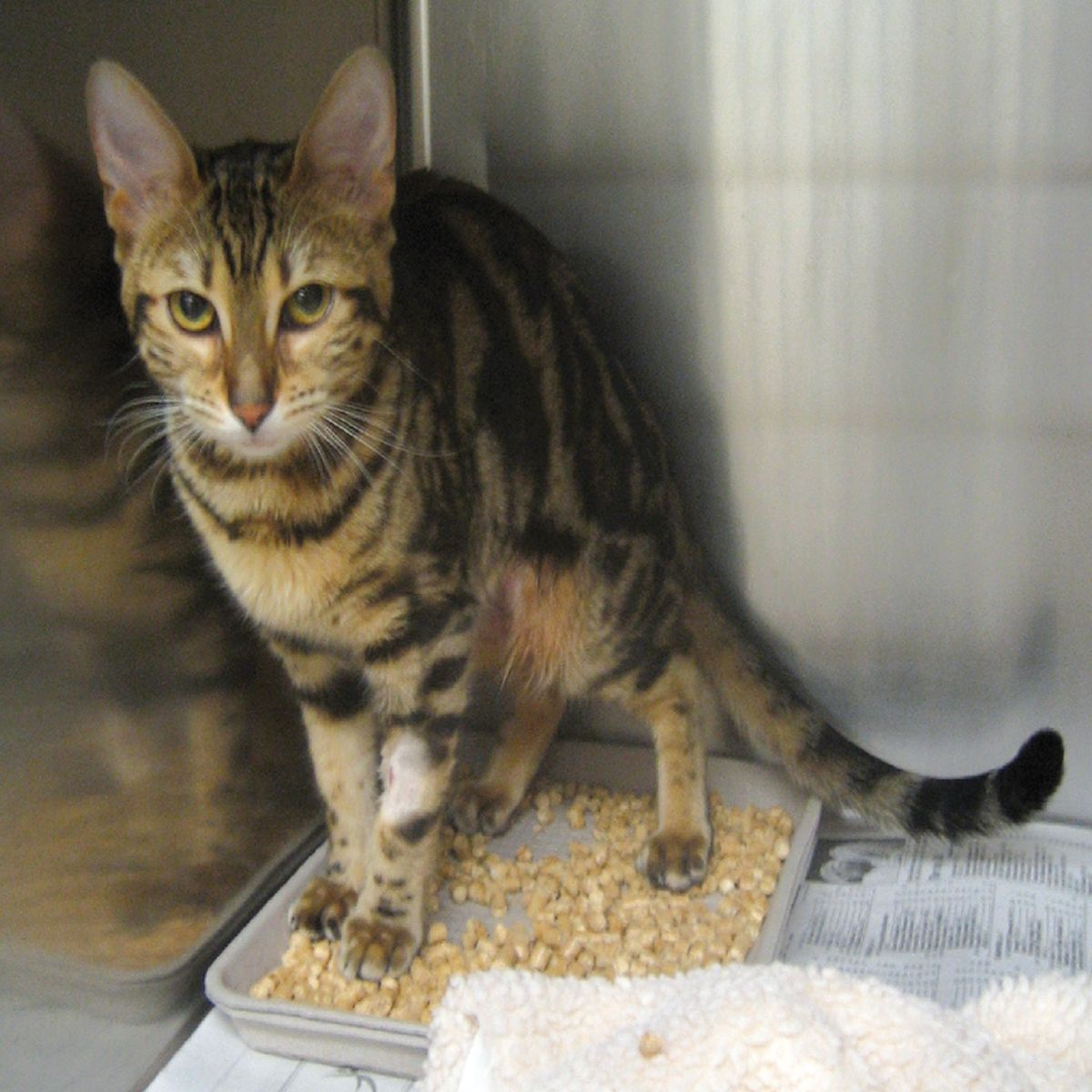 Caso 2: gatto domestico a pelo corto, F/S, di 3 anni di età con diarrea cronica intermittente dell’intestino tenue.