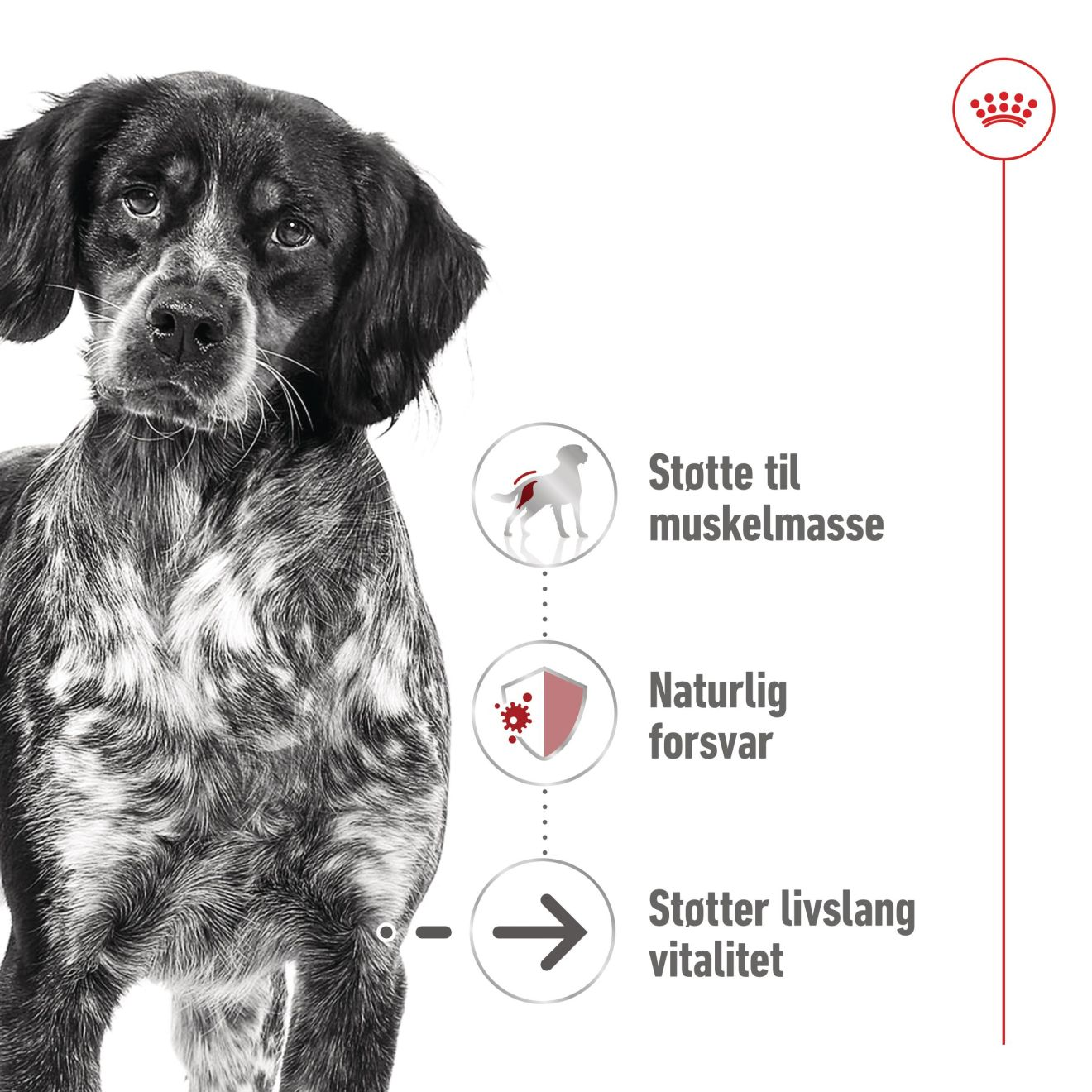 Medium Ageing stykker i saus