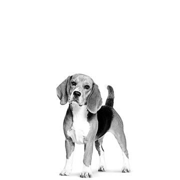 Basset hound in black and white