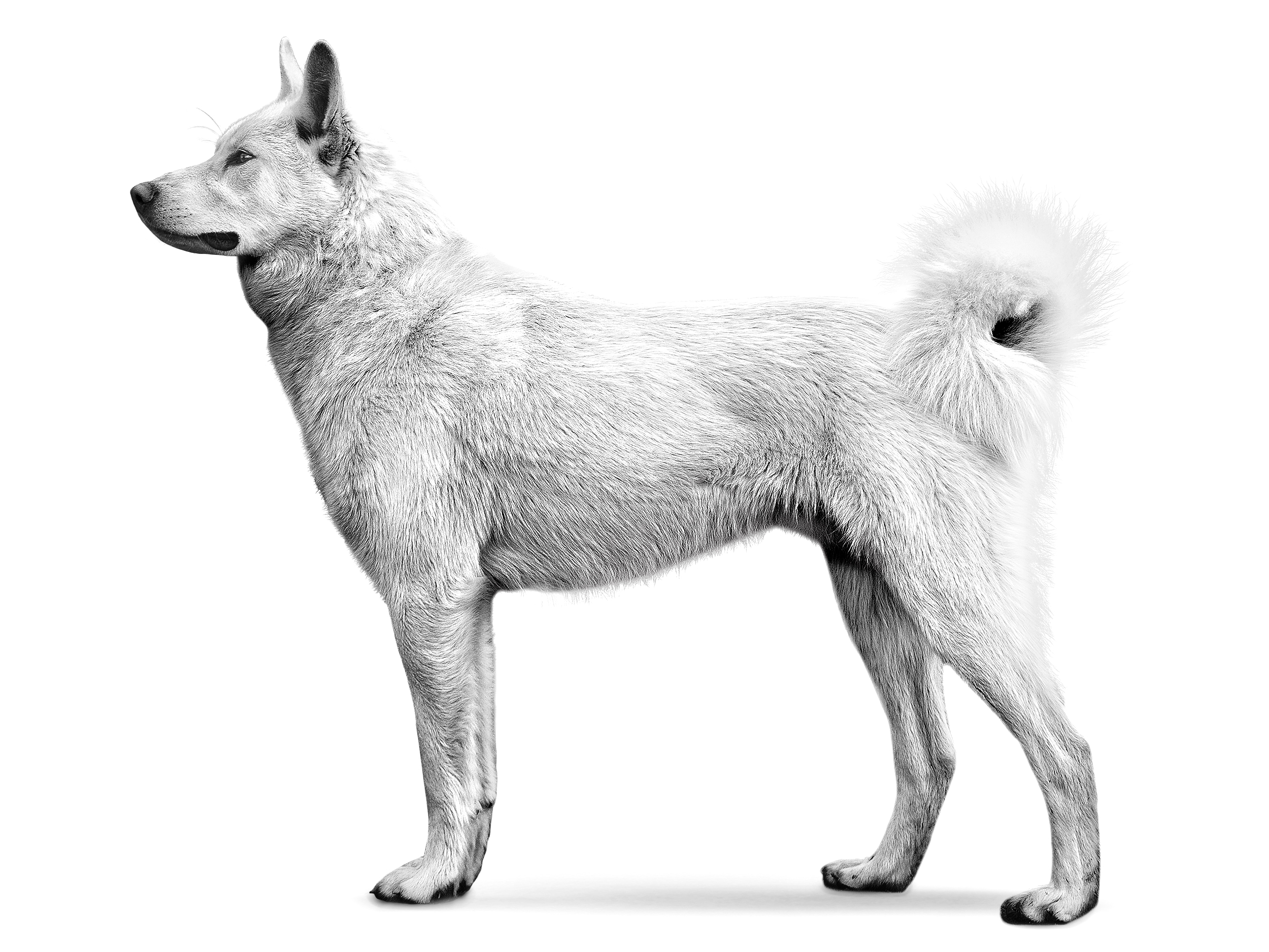 East Siberian Laika adult standing black and white