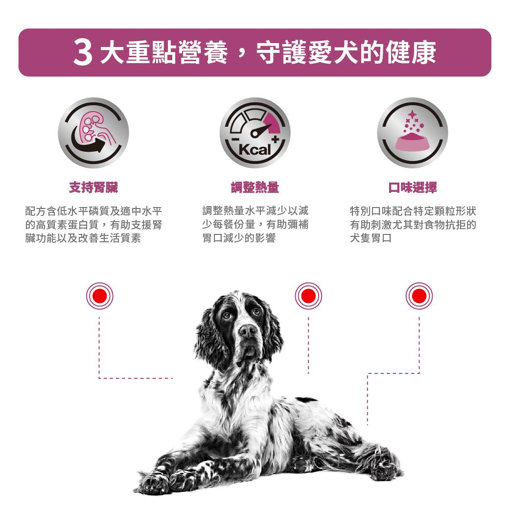 成犬腎臟精選處方