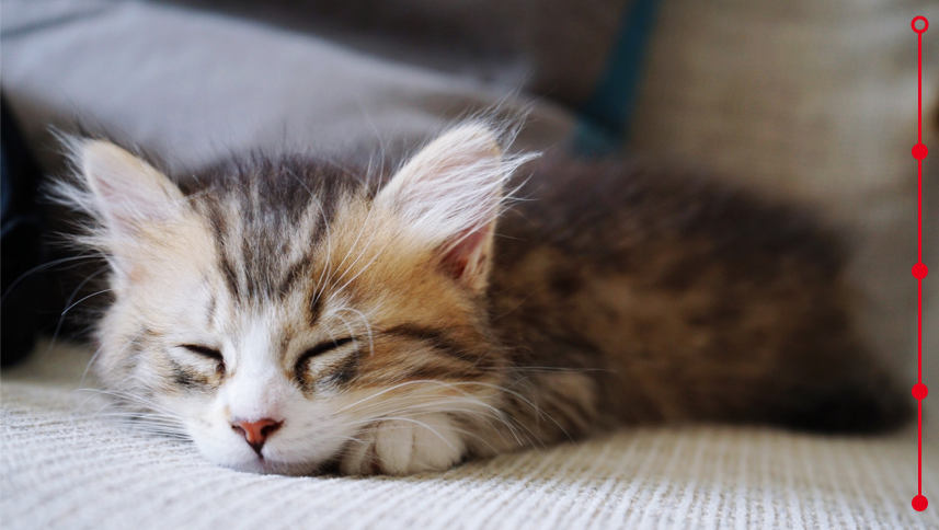 close up of kitten relaxing on bed