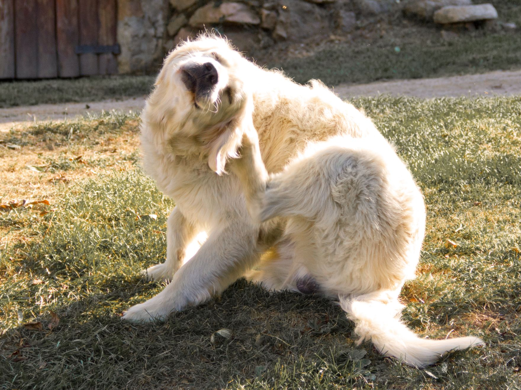 White dog scratching ear on grass