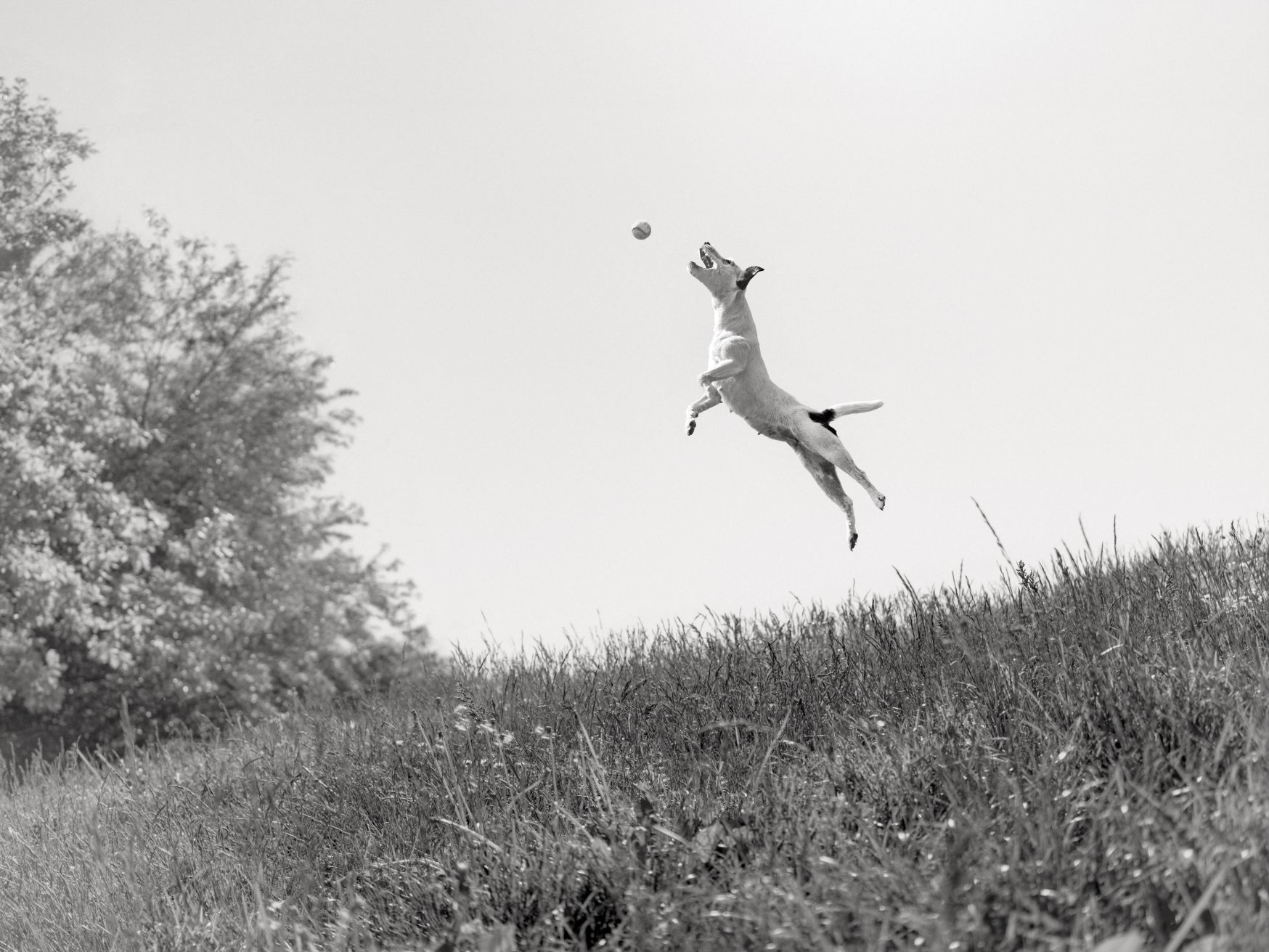 Parson Russell Terrier jumping after a ball