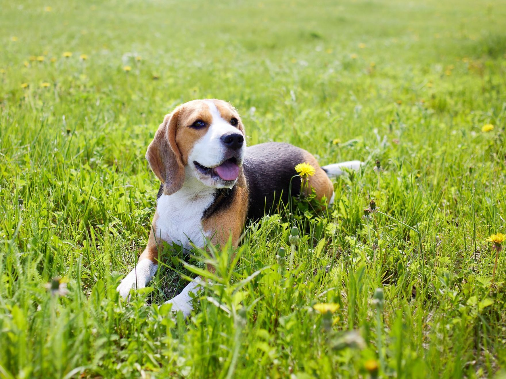 beagle couché dans l'herbe verte en été