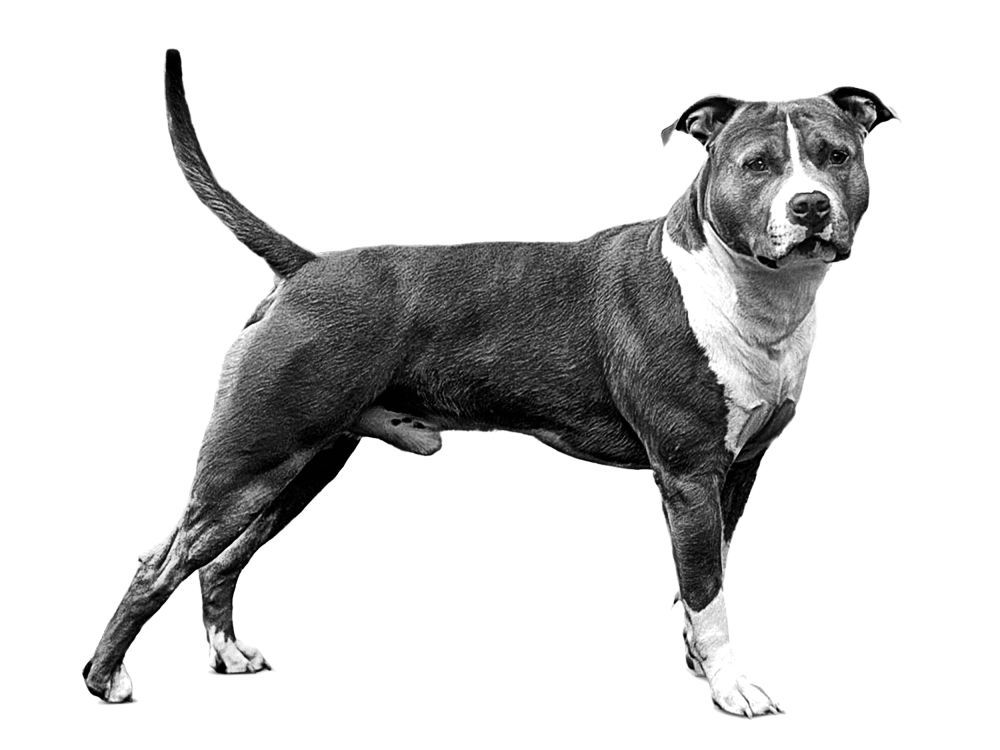 Black and white side profile portrait of American Staffordshire Terrier