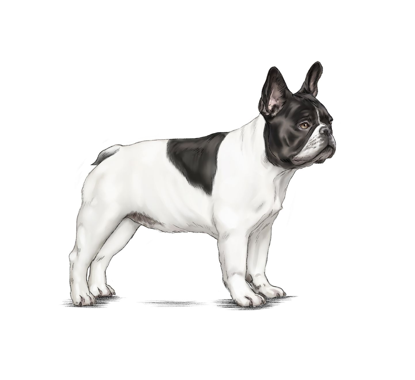 Illustration of black and white French Bulldog