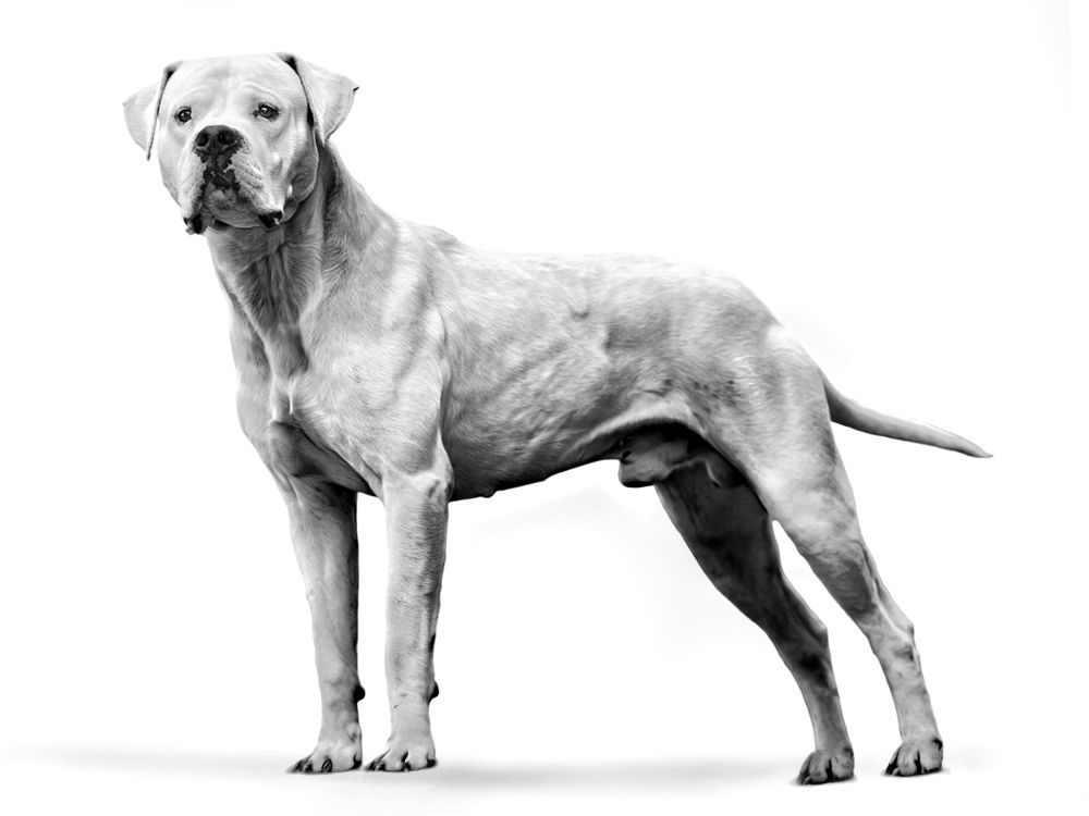 Zwart-wit portret van een dogo argentino