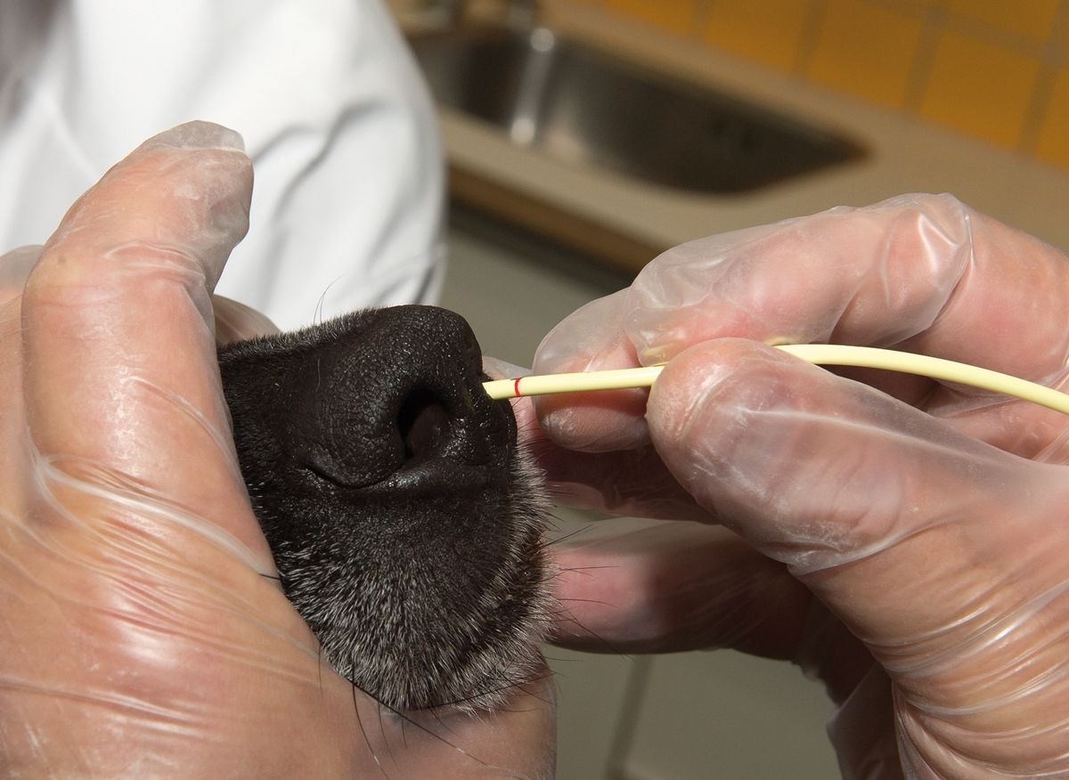 Can A Dog Have A Feeding Tube