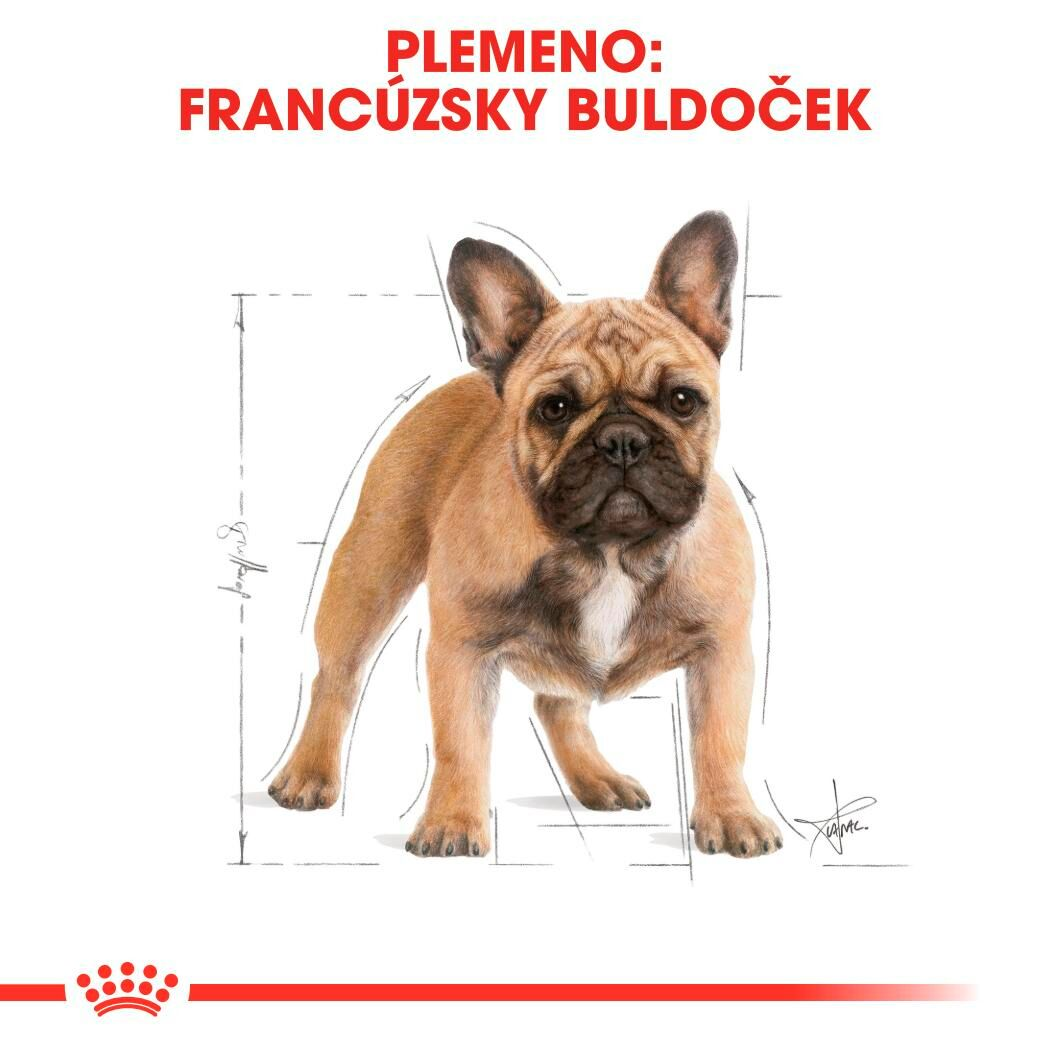 FRENCH BULLDOG Adult