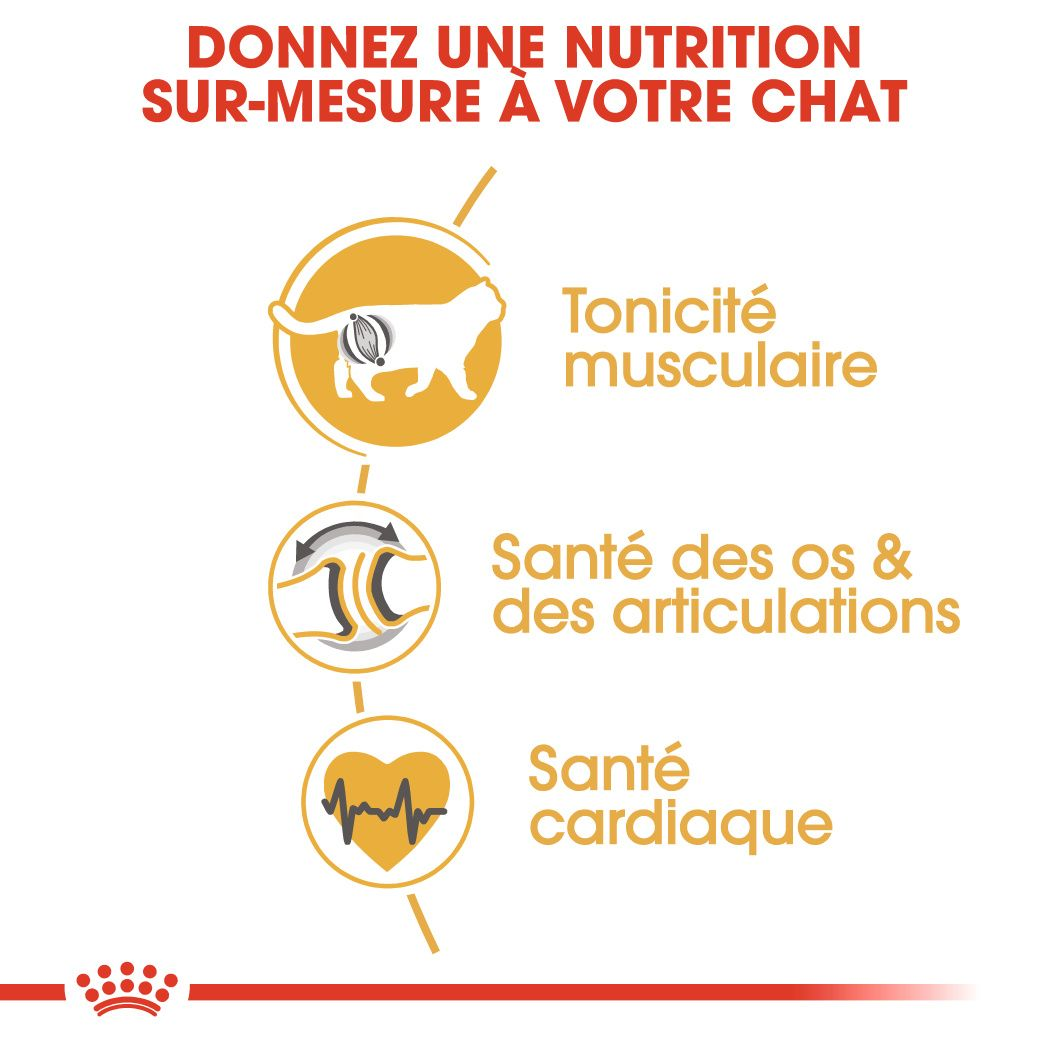 British Shorthair Adult