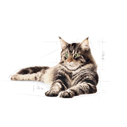 FBN2016_MAINE COON_FACING