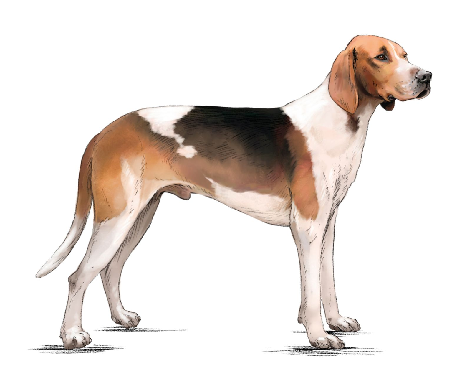 Great Anglo-French Tricolour Hound