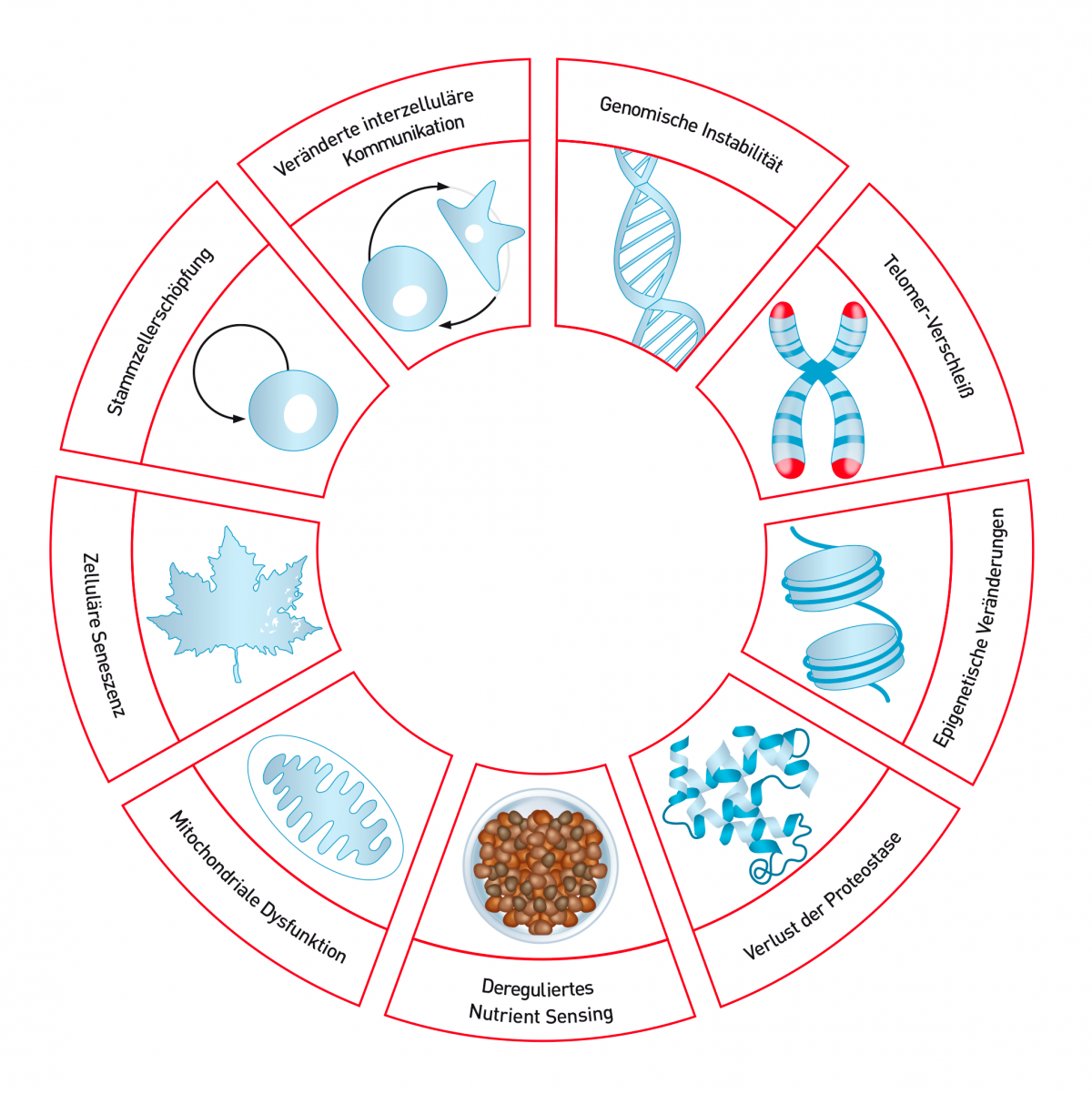 Die Kennzeichen des Alterns