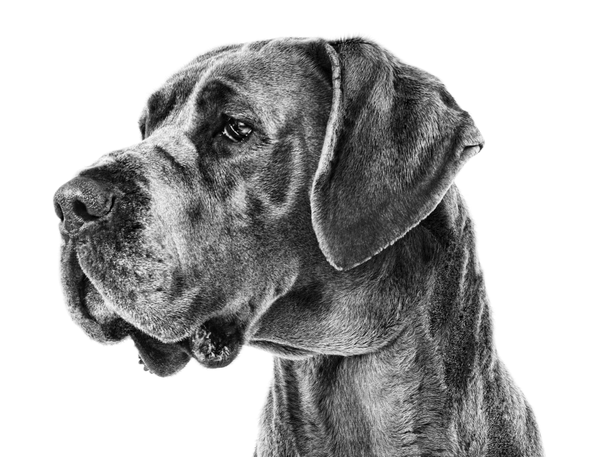 Retrato a preto e branco de um Dogue Alemão a olhar para o lado