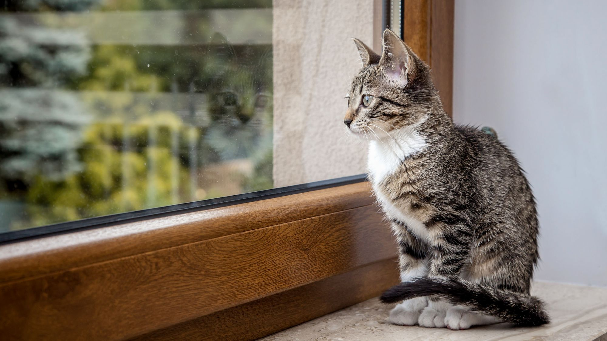 Anak kucing duduk di ambang jendela di dalam ruangan