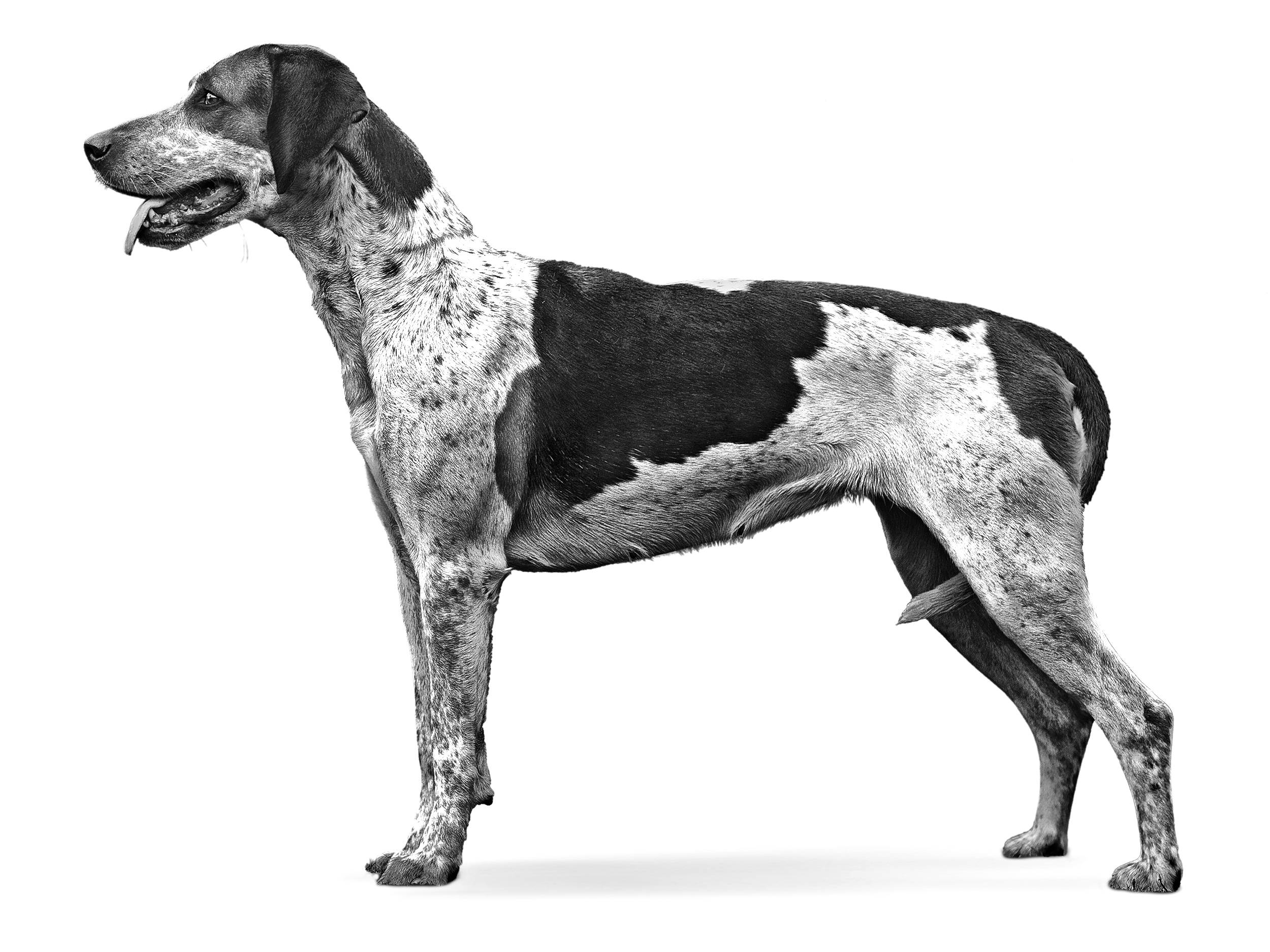 Foxhound Inglese in bianco e nero