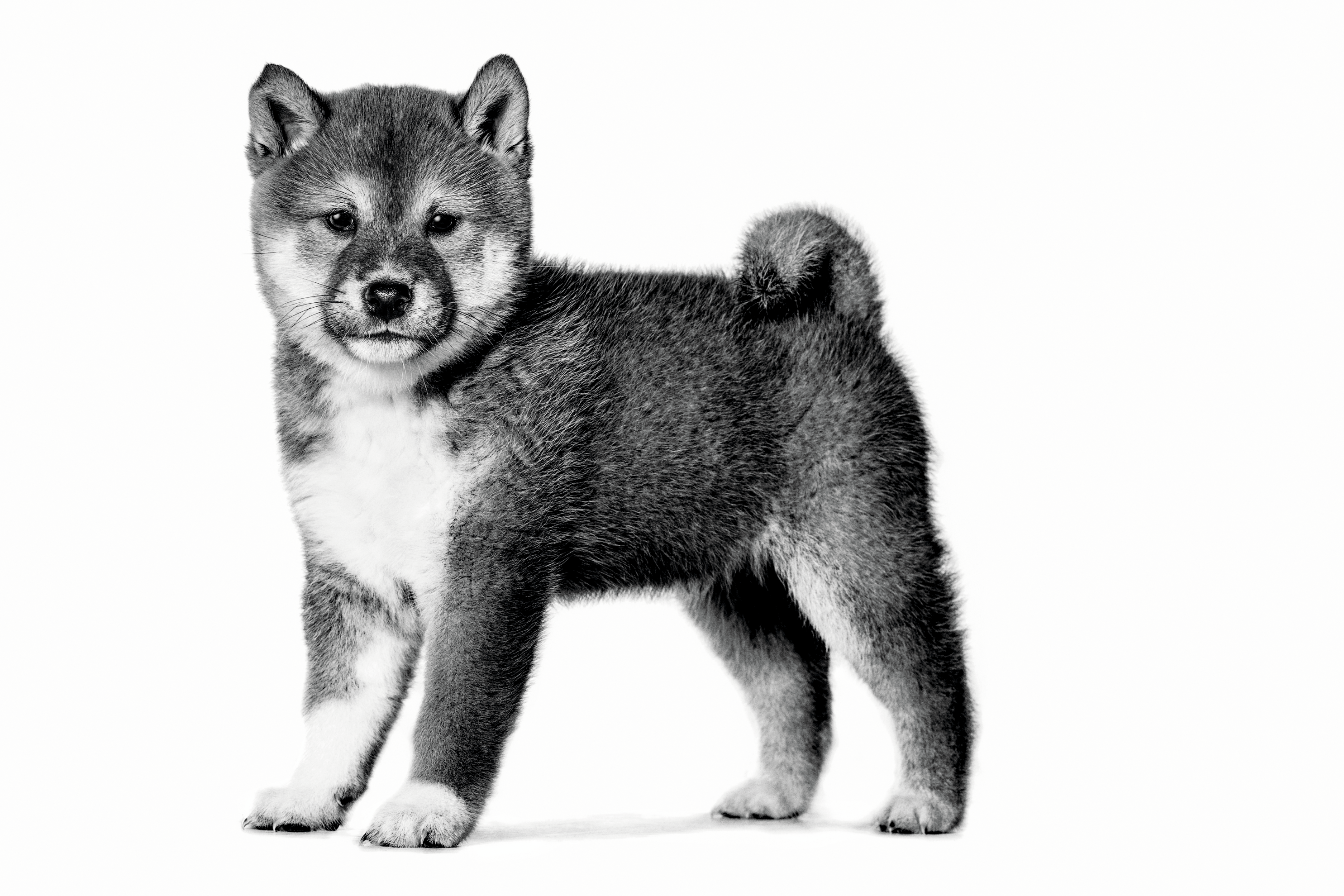 SHIBA_INU_PUPPY_-_EMBLEMATIC_