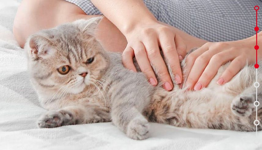 adult grey cat being cuddled