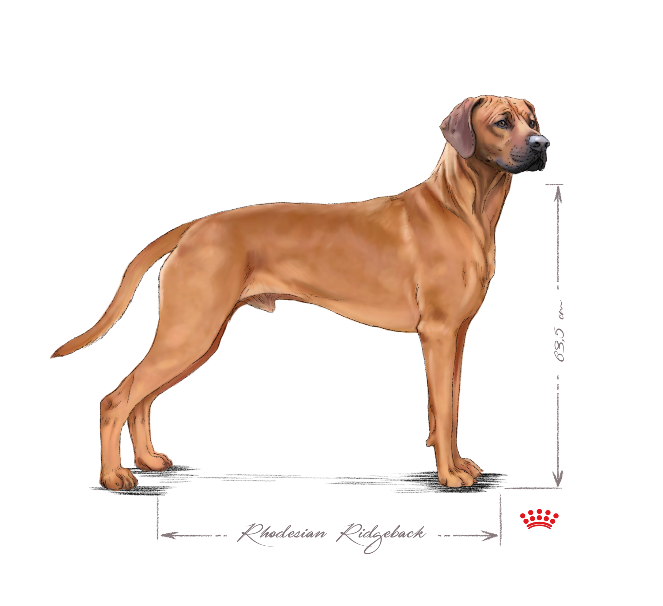 Rhodesian Ridgeback adult black and white