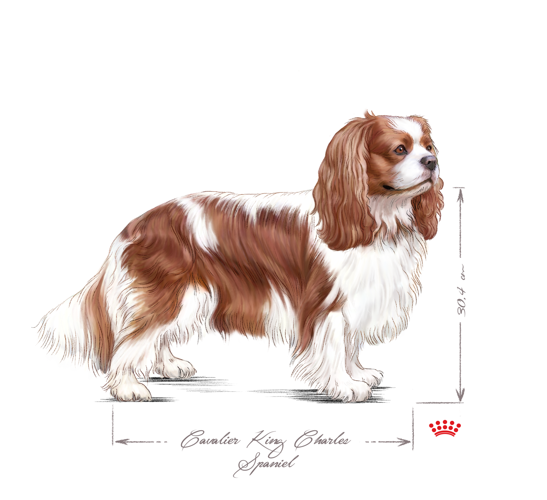 Vuxen Cavalier King Charles spaniel i svartvitt