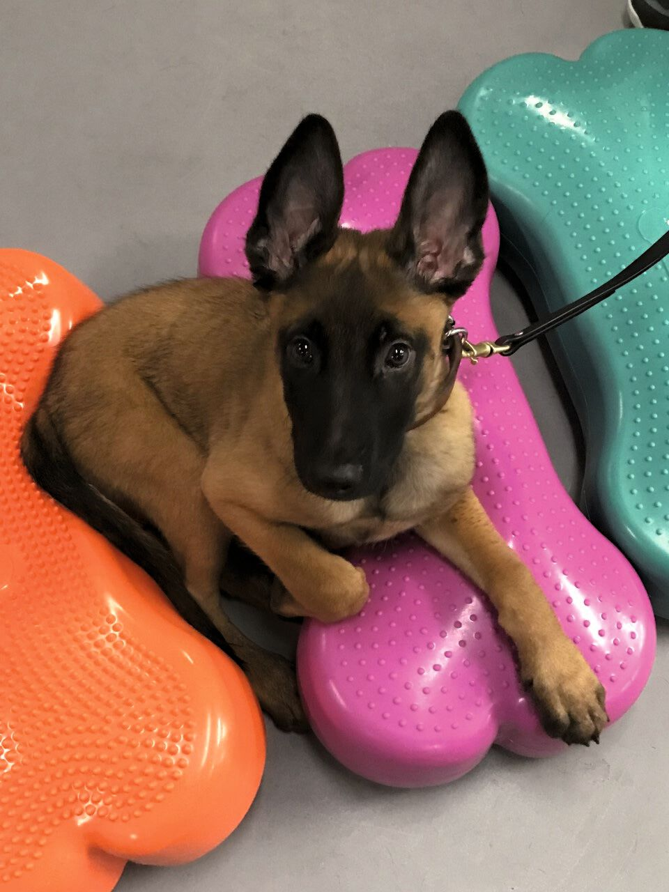 Futur chien de travail de l’armée américaine trouvant les dispositifs proprioceptifs gonflables assez confortables lors d’une pause pendant un exercice.