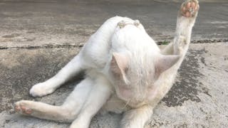 Persönliche Empfehlungen… Feline idiopathische Zystitis