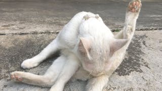 A white cat is grooming itself while sitting on a concrete surface, with one leg raised