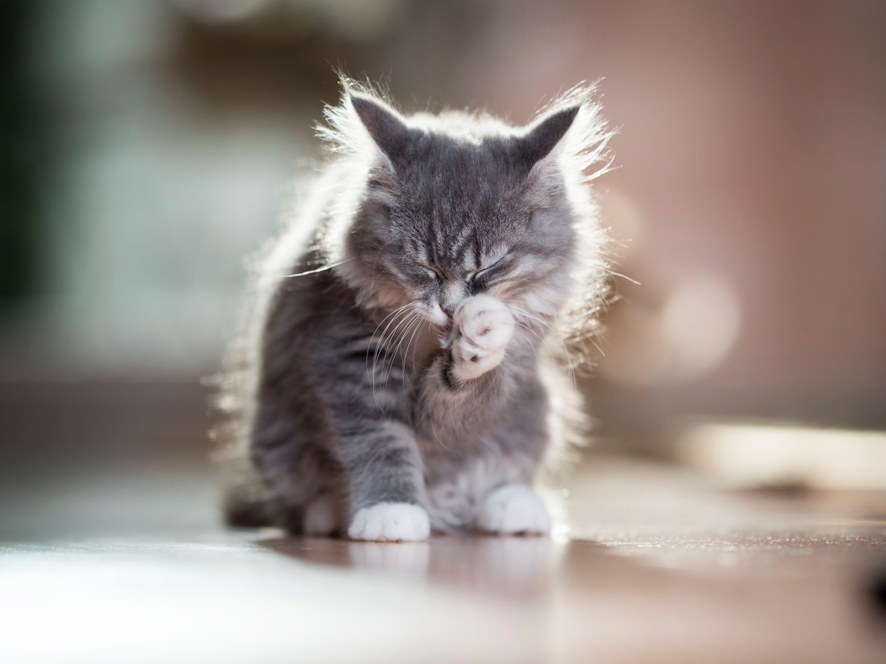 Blue Tabby Maine Coon kitten wast zichzelf en likt haar pootje