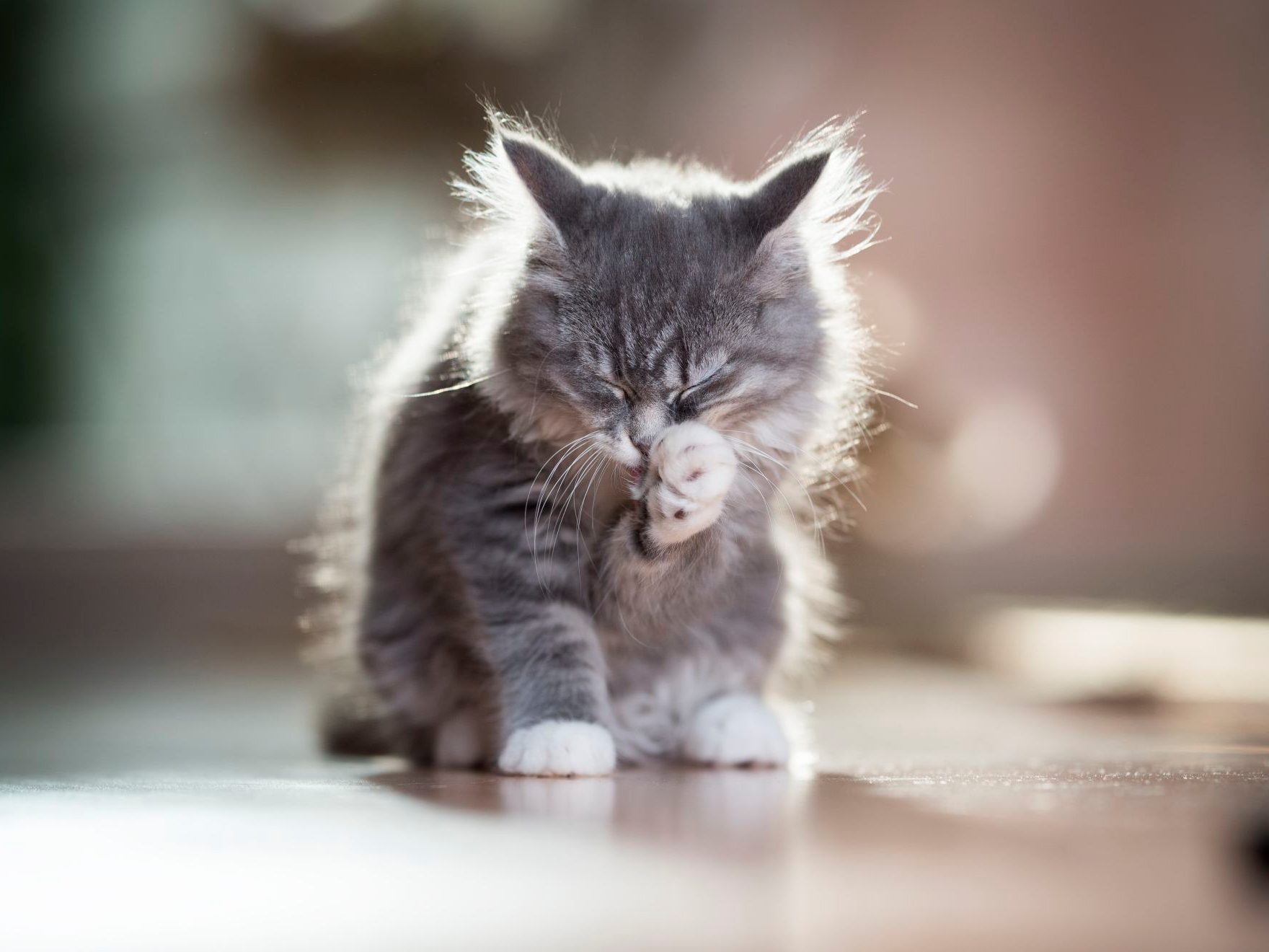 Gatito Maine Coon azul atigrado acicalándose y lamiéndose la pata