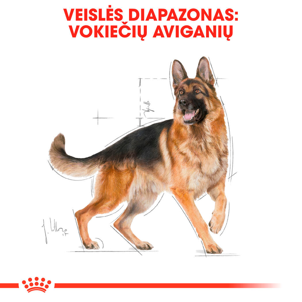 German Shepherd Adult