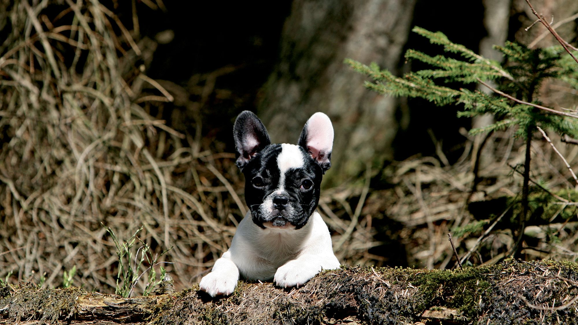 Franse Bulldog-puppy kijkend over een boomstam