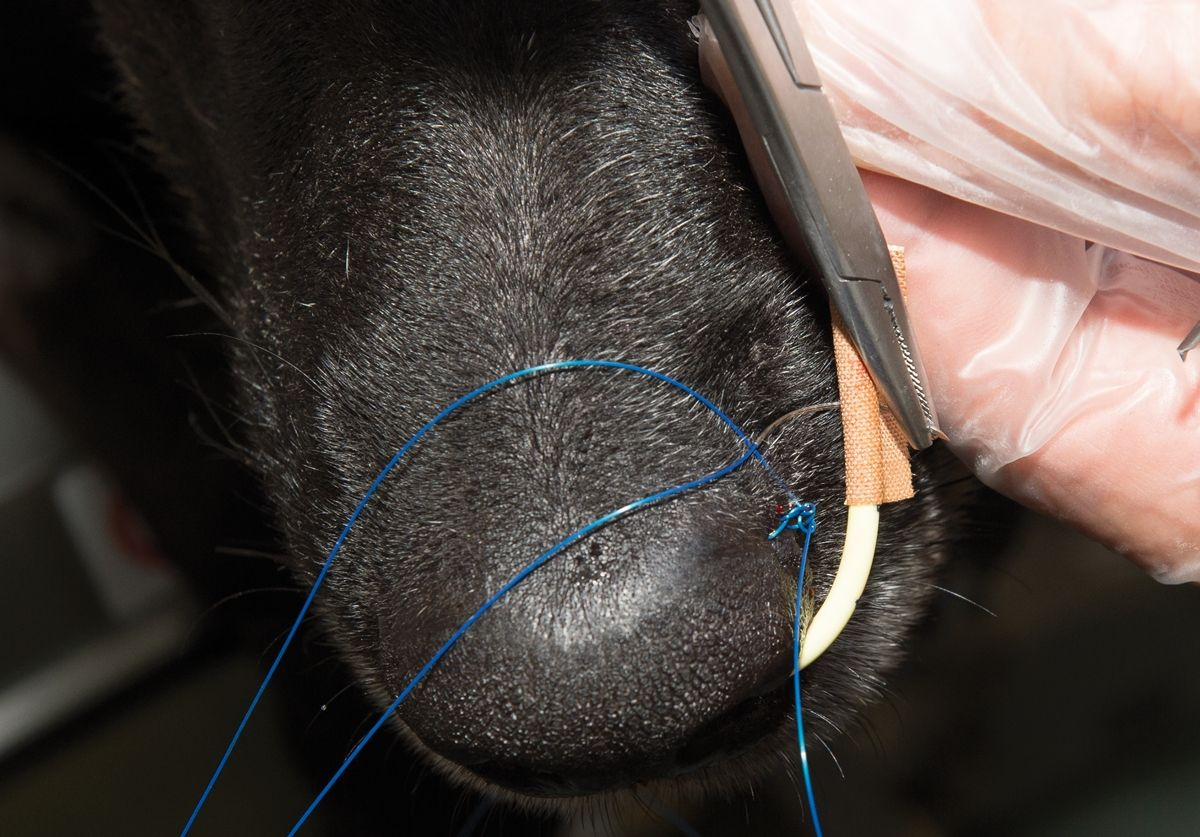 The tape should be sutured as close as possible to the side of the nasal planum, using the lateral groove as a guide.