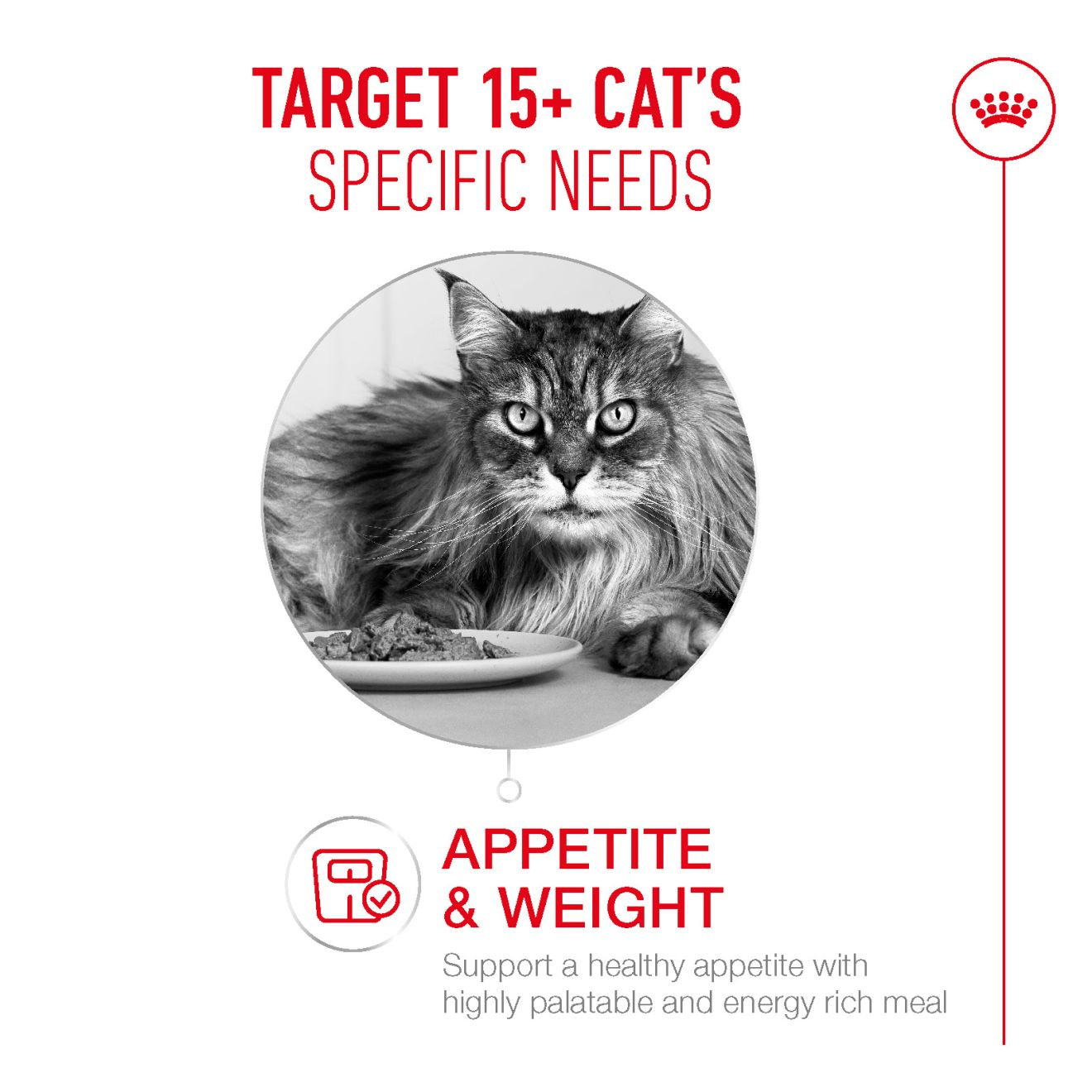 AGEING 15+ Chunks in gravy