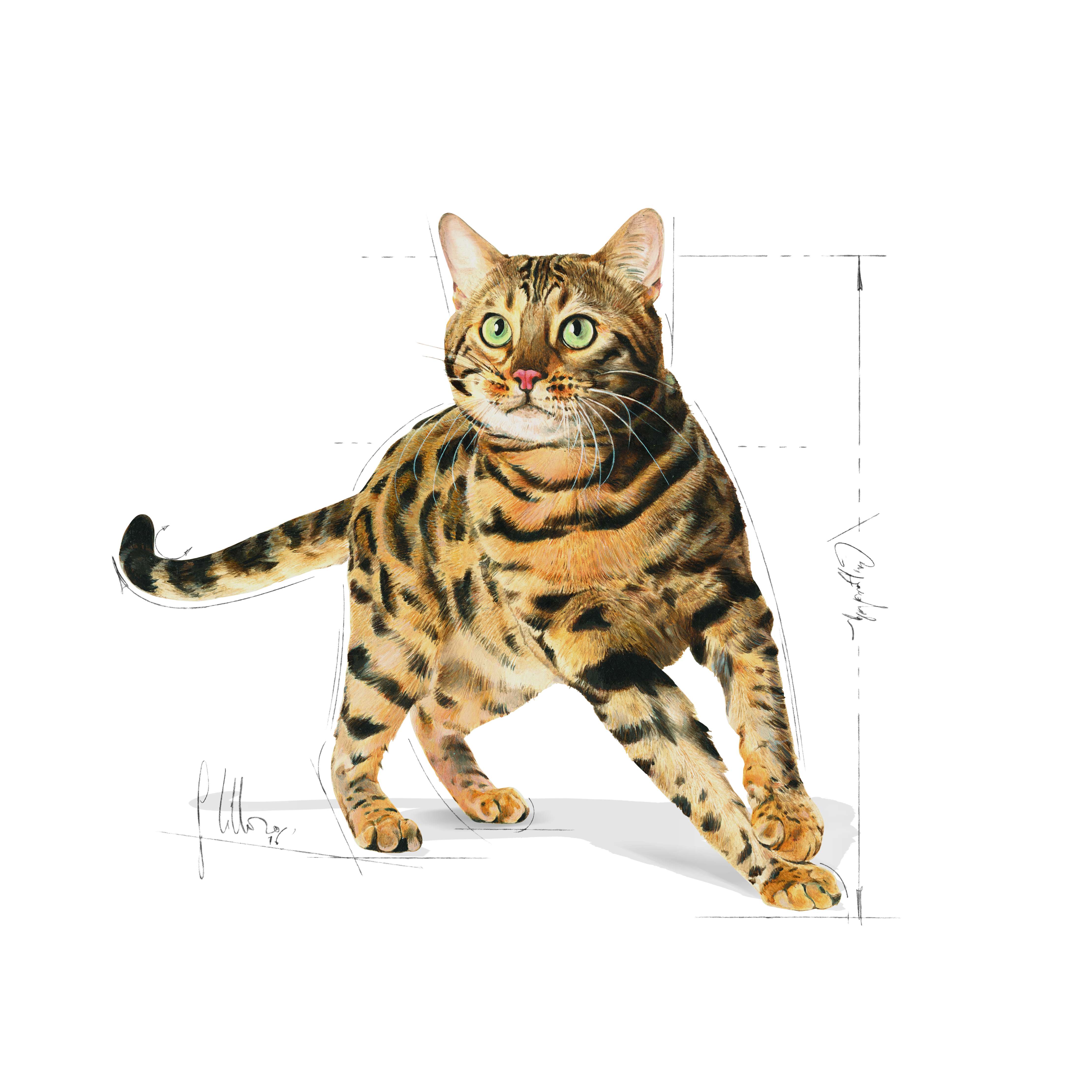 Bengal Adulte Aliment Sec Royal Canin