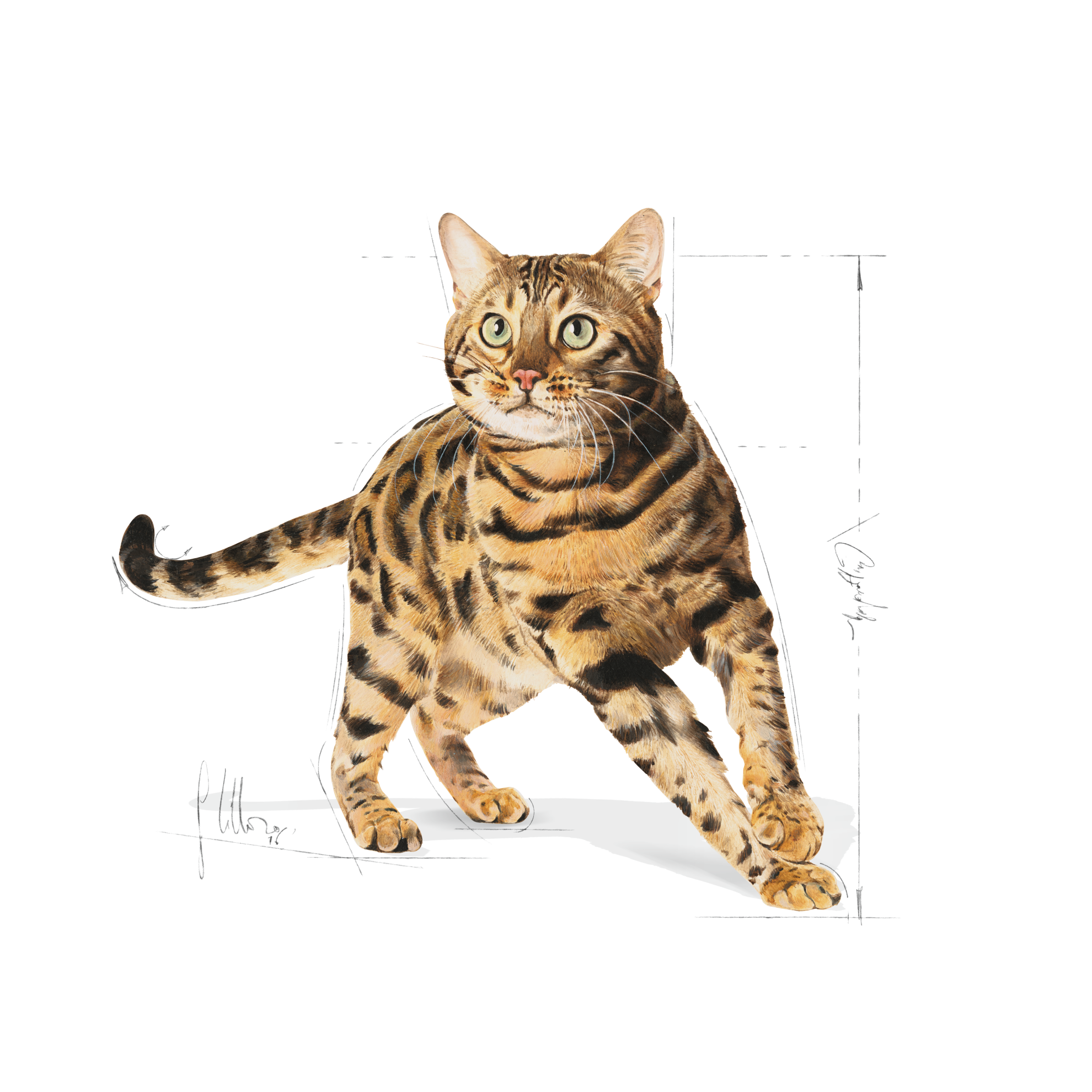 Royal canin bengal cat hotsell food 10kg