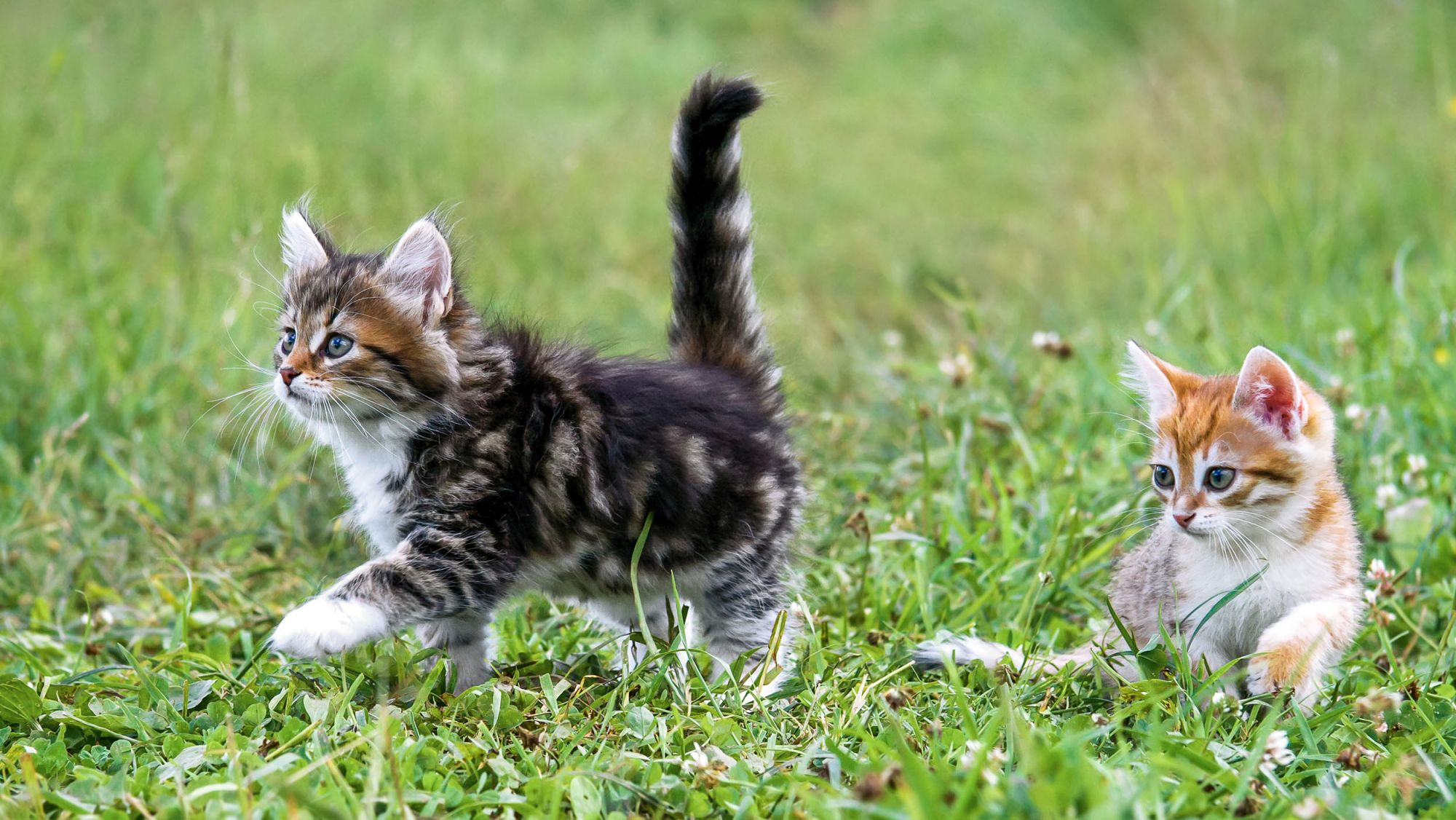 Two kittens running outside on grass