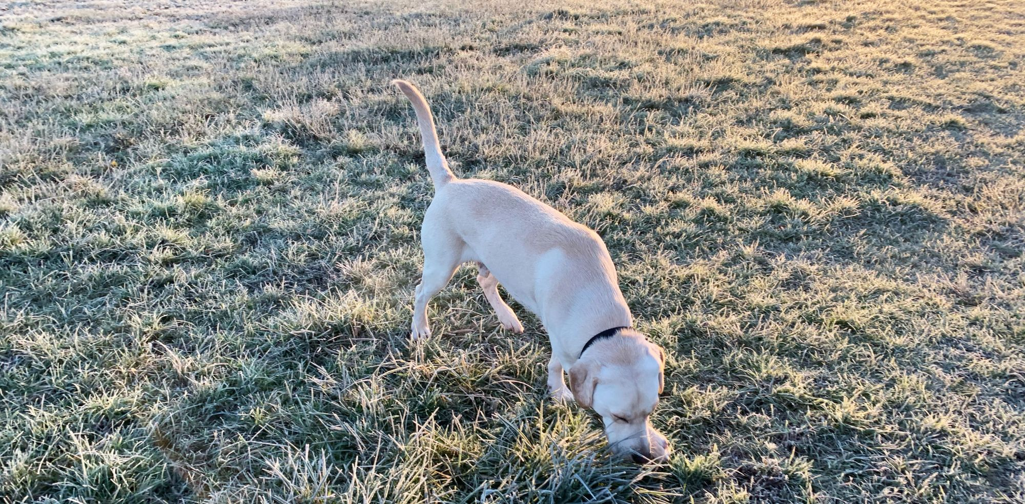 white dog walking on grass field