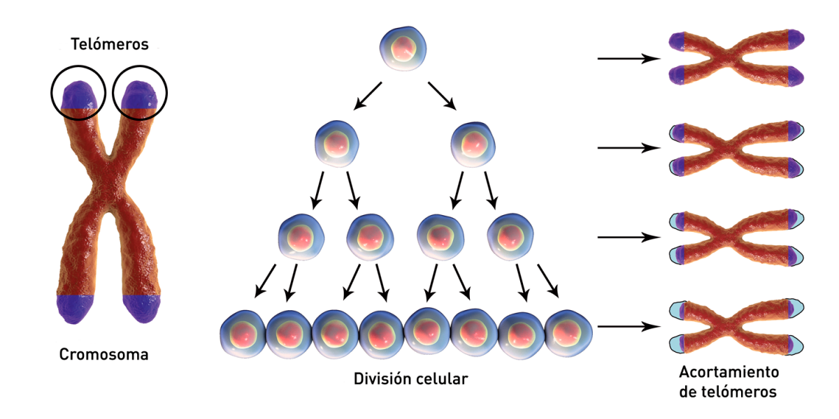 Figura 6. Los telómeros (de color morado en la imagen) protegen los extremos de los cromosomas y contribuyen al mantenimiento de la estabilidad genética, pero pueden acortarse con cada replicación cromosómica. Finalmente, su longitud se vuelve crítica desencadenando la senescencia celular y/o apoptosis