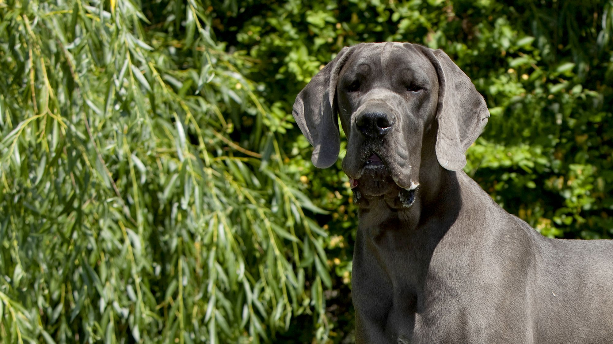 Deutsche Dogge steht mit Blick in die Kamera