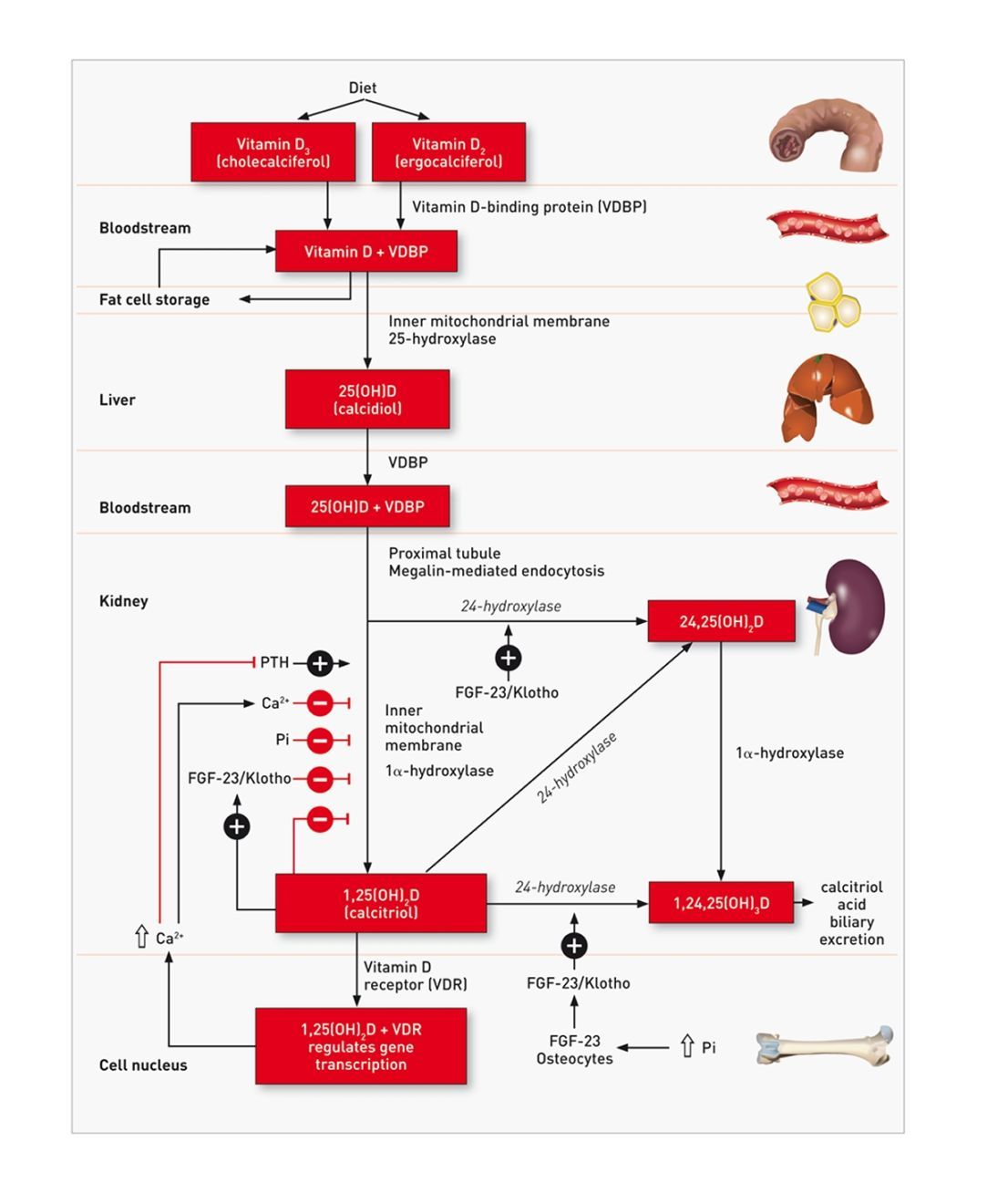 An overview of vitamin D metabolism, starting with dietary intake and progressing through hepatic and renal transformation.