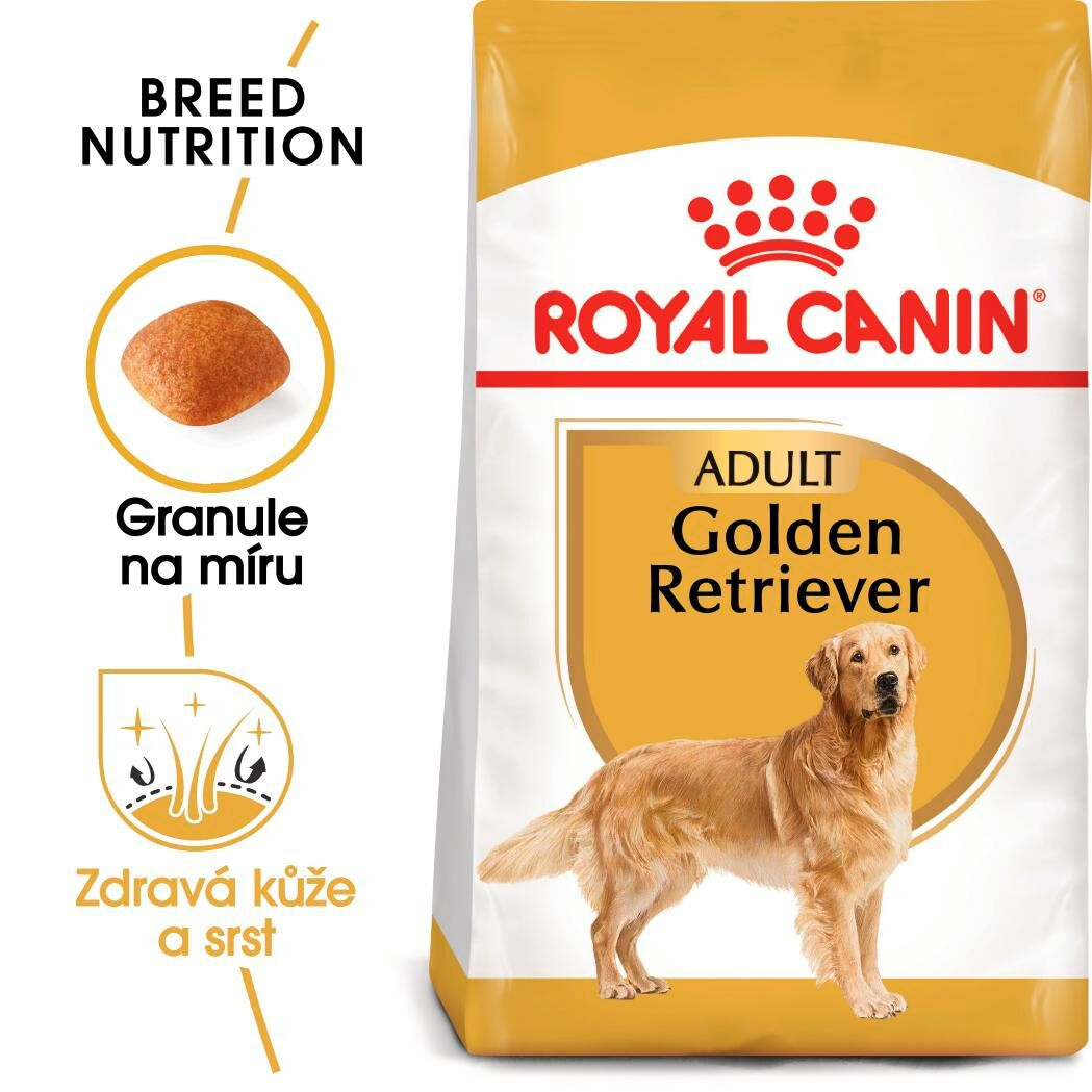 GOLDEN RETRIEVER Adult