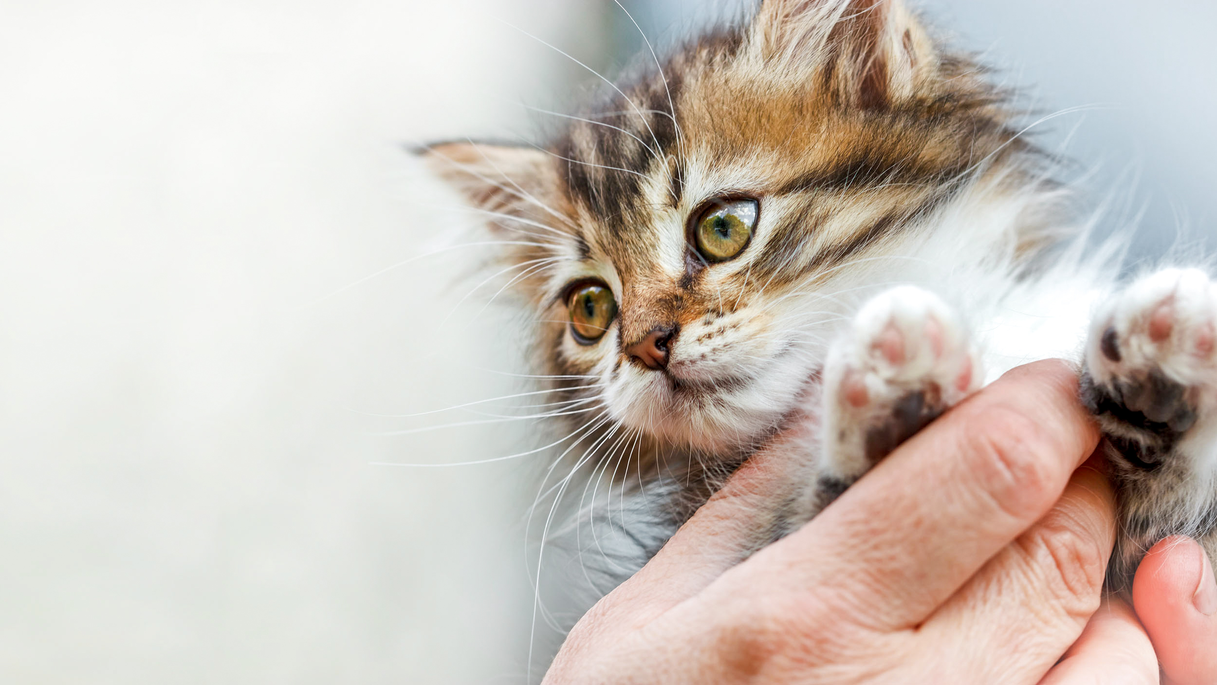 intense growth kitten stage development 4