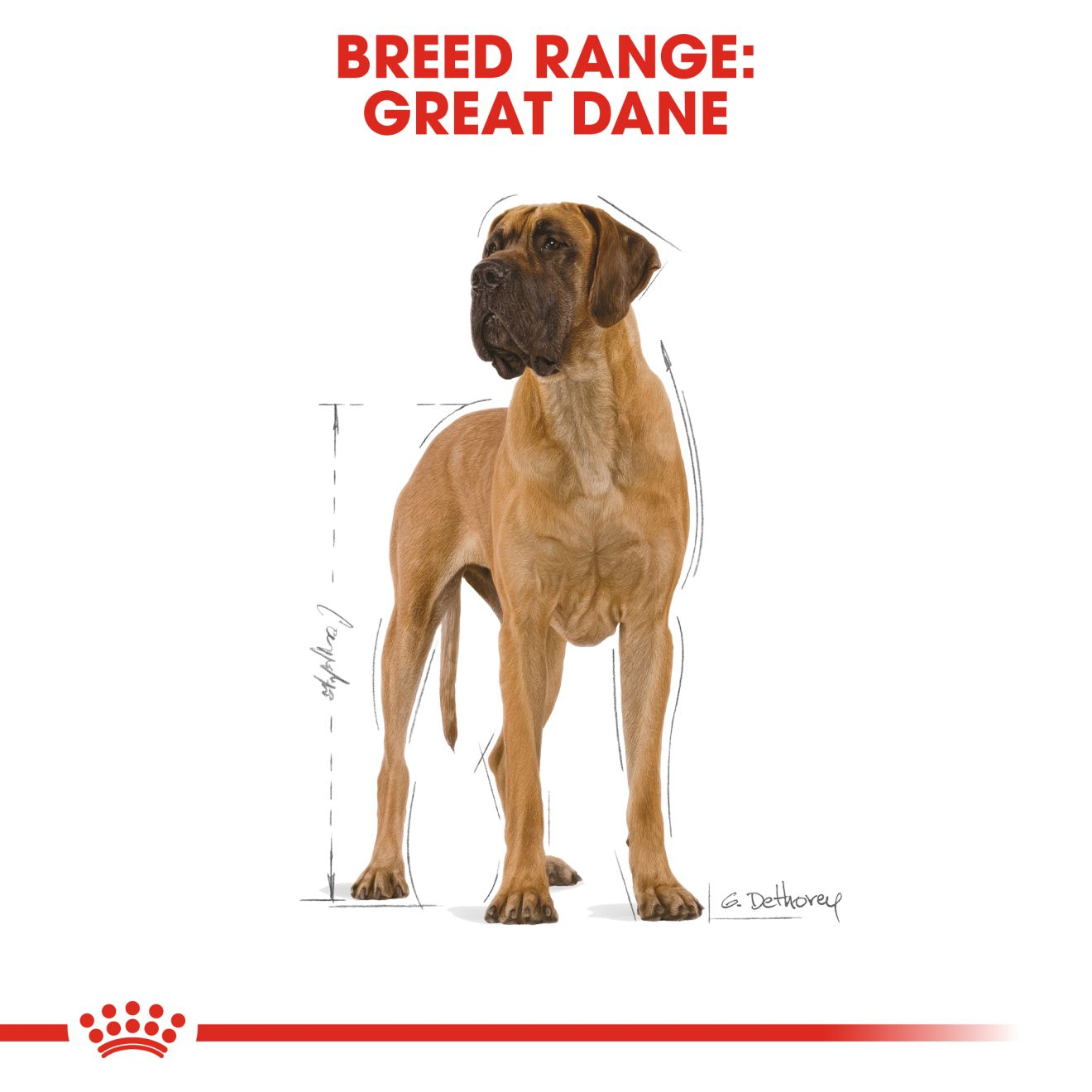 royal canin great dane puppy food
