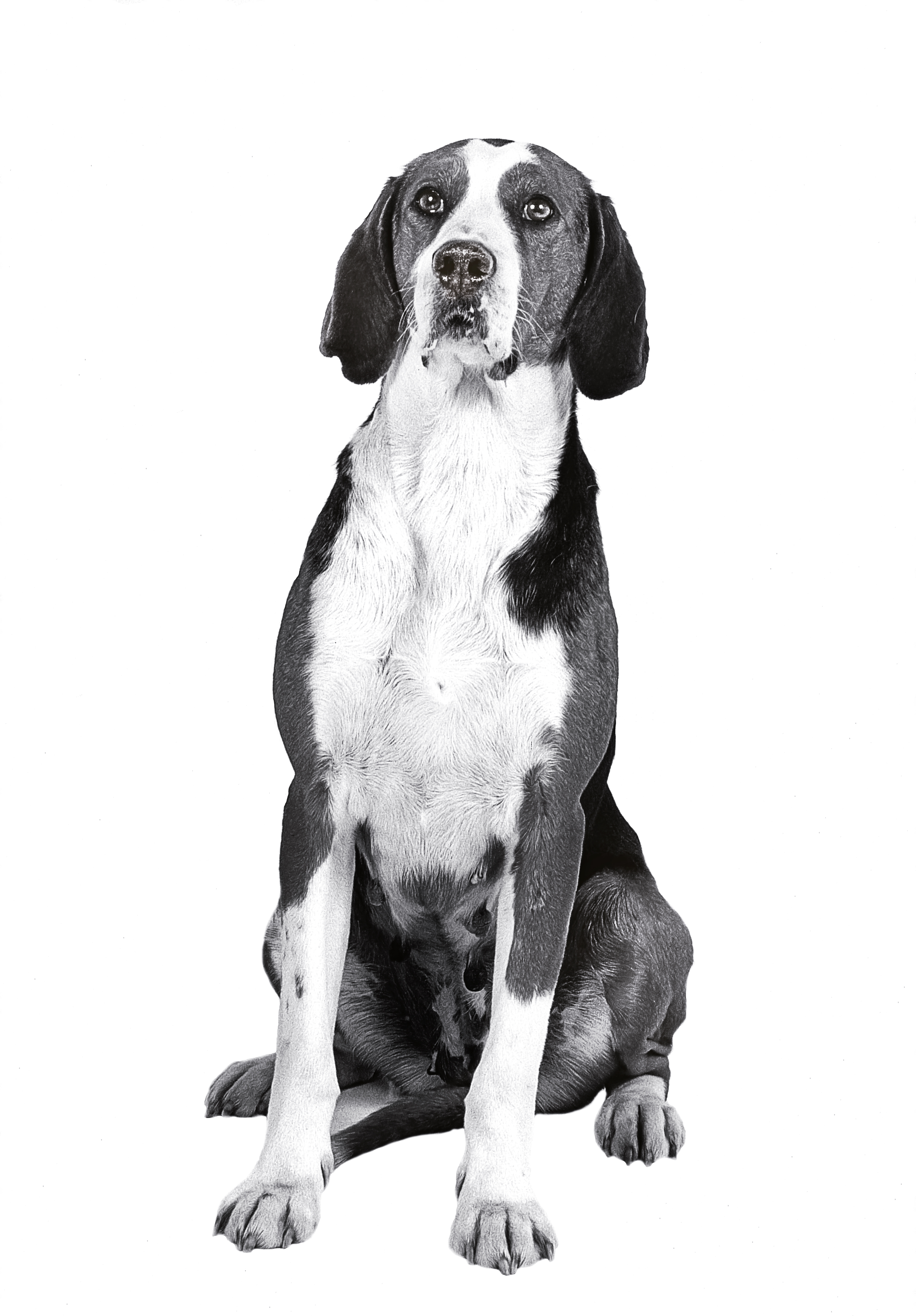 Finnish hound adult black and white