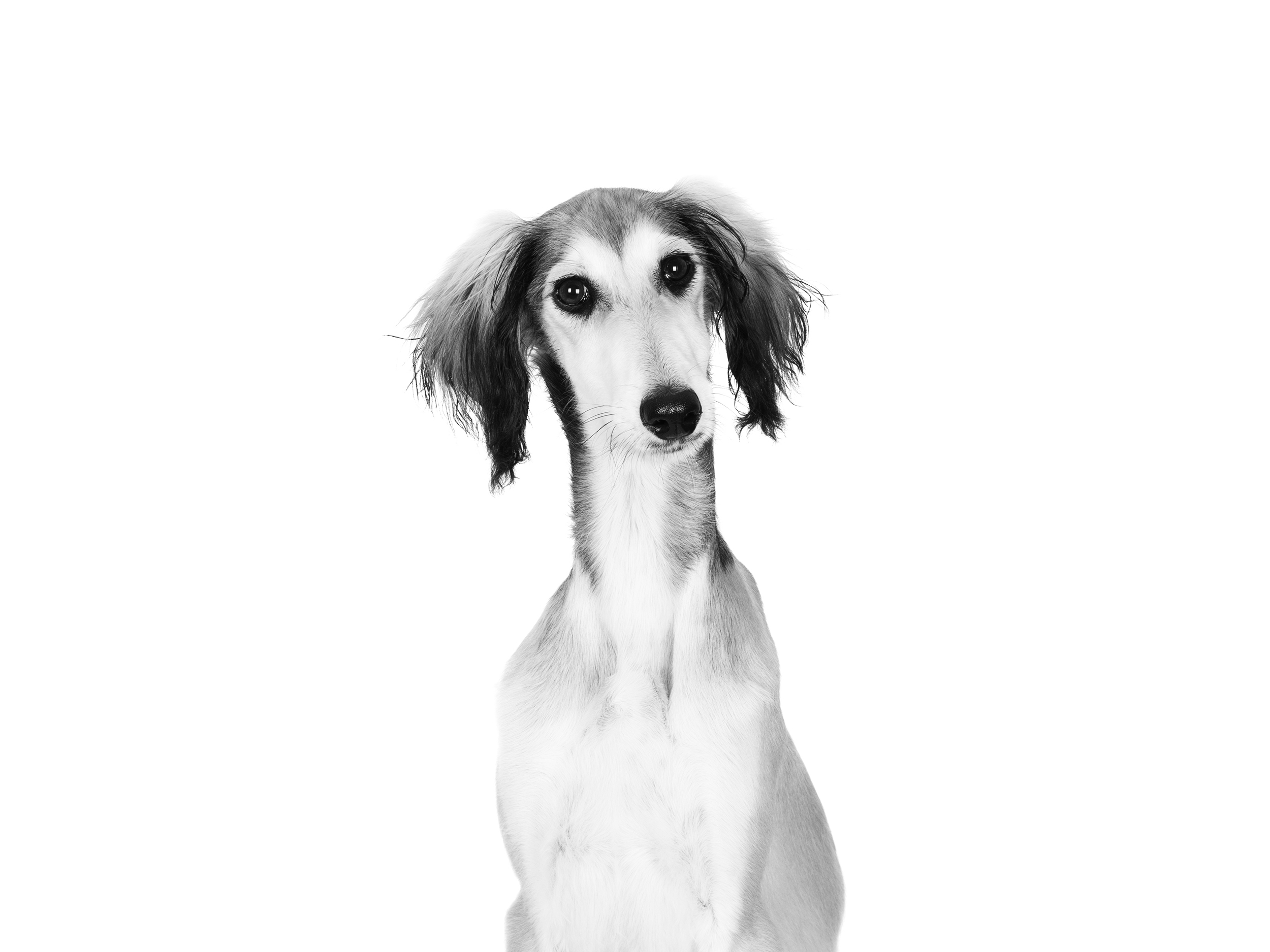 Saluki adulto in bianco e nero