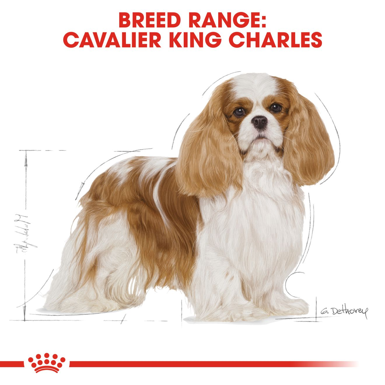 Royal canin cavalier 2024 king charles puppy