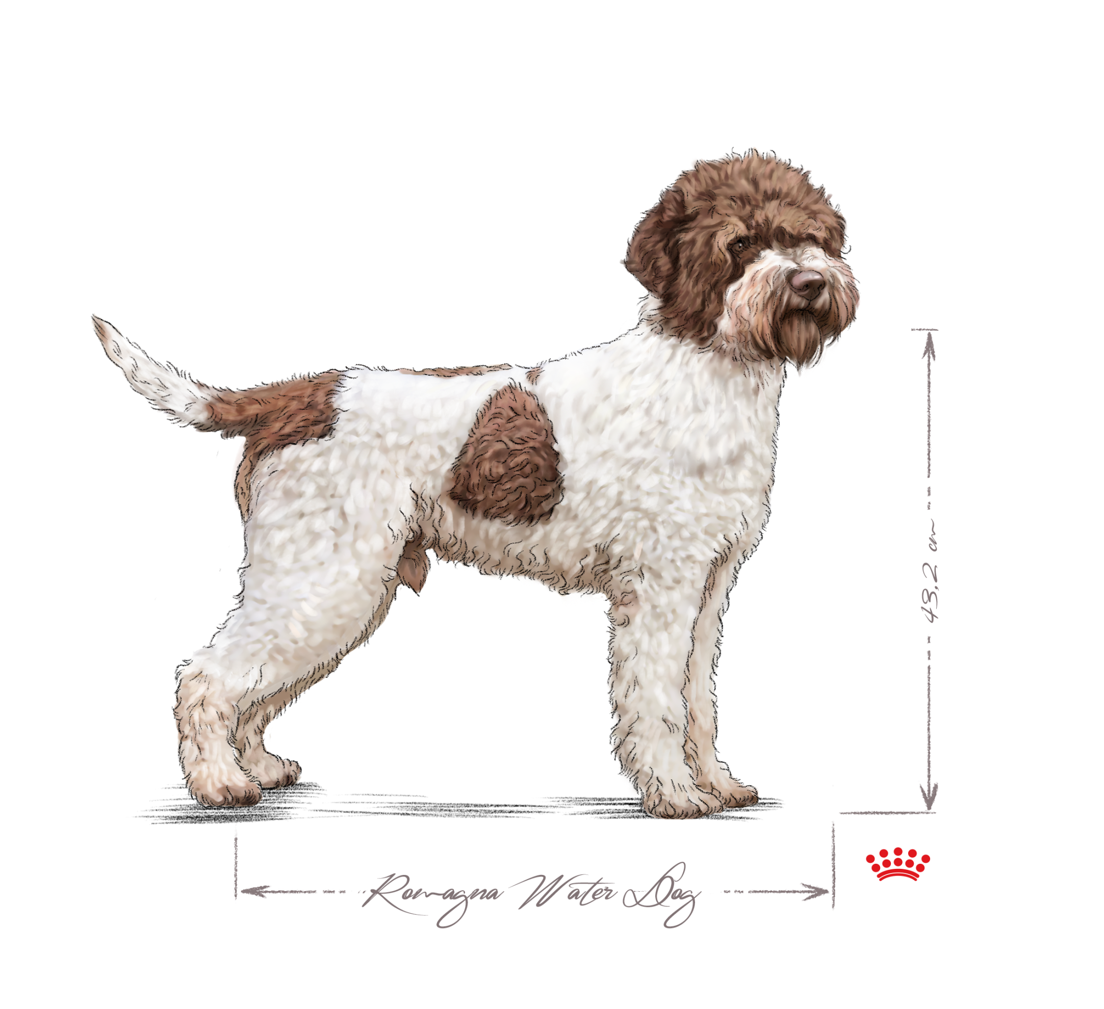 Lagotto Romagnolo adulto in bianco e nero