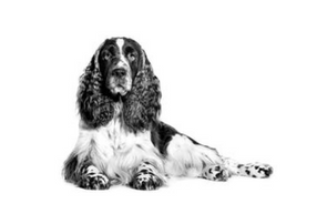 Ein Schwarzweiß-Foto eines liegenden ausgewachsenen English Springer Spaniels vor weißem Hintergrund, von schräg vonr aufgenommen